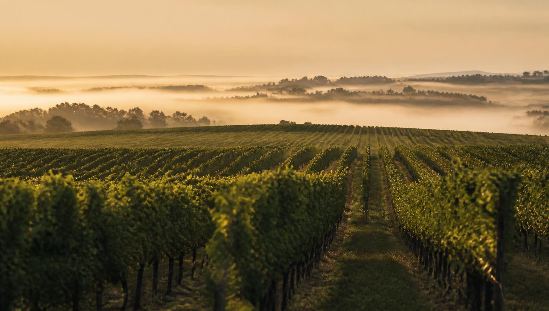 Rows of vines in a Bordeaux landscape at dawn